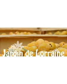 Mirabelles de Lorraine conservées au sirop, produites par le Jardin de Lorraine (Billy-sous-les-Côtes, 55)