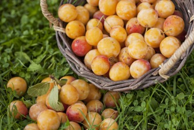 Saison des mirabelles : les déguster en pleine maturité